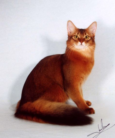 Somali Red Cat, Abyssinian Cats Red, Somali Cat Red, Somali Cats, Somali Cat, Red Cats, Cat Beautiful, American Bobtail, Ocicat