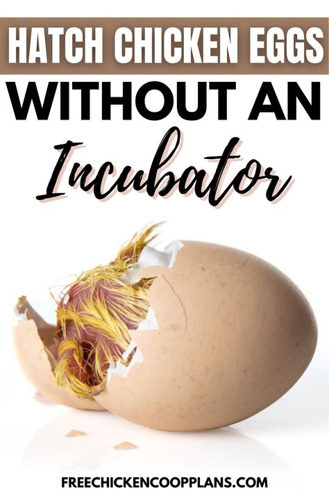 Wanna hatch eggs on the cheap? No problem! Learn how to hatch your chicken eggs without the use of an incubator. Not only will it save electricity, it's a very rewarding experience! How To Hatch Eggs Without An Incubator, Chicken Egg Problems, How To Incubate Chicken Eggs, Incubating Chicken Eggs At Home, Chicken Eggs Hatching, Hatching Duck Eggs, Chicken Feed Diy, Chicken Hacks, Hatching Chicken Eggs