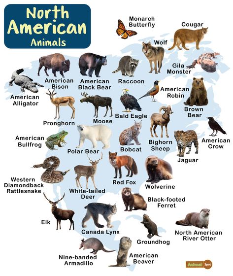 North American Animals – Facts, List, Pictures Nature, Extinct North American Animals, Animals In North America, Animals Of North America Printables, Pacific Northwest Animals, North America Animals, Alaskan Animals, State Animals, Animals Of North America