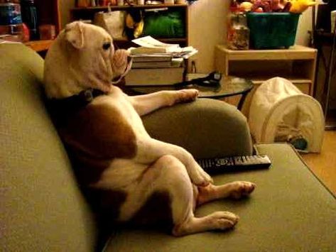 English Bulldog Watching TV and Sitting on Couch English Bulldogs, Georgia Bulldogs, Humour, Dog Watching Tv, Georgia Bulldog, Georgia Football, Bulldog Lover, Dog Parents, Watching Tv