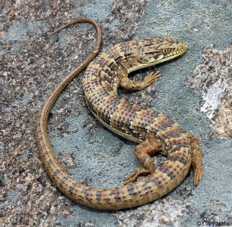 San Diego Alligator Lizard - Elgaria multicarinata webbii Reptiles And Amphibians, Alligator Lizard, Lizard Species, Habitat Garden, Tortoise Turtle, Altered Photo, Australian Wildlife, Extinct Animals, Mountain Life