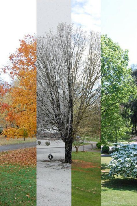 4 Seasons In One Picture, 4 Seasons Photography, 4 Seasons Wallpaper, All Four Seasons In One Picture, Four Seasons Artwork, Trees In Different Seasons, Changing Seasons Art, The Four Seasons Art, Seasons Changing Art