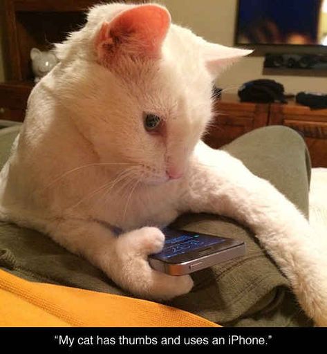 Opposable Thumbed On An iPhone Cat | 31 Cats You Won't Believe Actually Exist Funny Animal Pictures, Cat Text, Polydactyl Cat, Image Chat, Meme Gato, Cat Club, Funny Cat Memes, Cat Person, Silly Cats