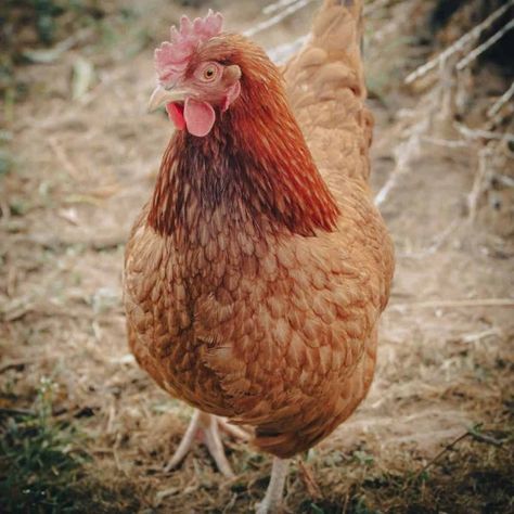 The Cinnamon Queen chicken will lay a TON of large brown eggs annually — up to 300! If you're looking for a high production layer, this one may be a great choice. Cinnamon Queen Chicken, Golden Comet Chicken, Rhode Island Red Rooster, Cinnamon Queen, Molting Chickens, Brown Chicken, Day Old Chicks, Rhode Island Red, Egg Production