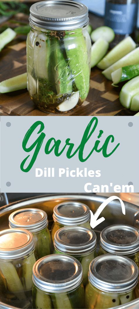 Garlic Dill Pickles Recipe and Canning #Canning #PIckles #GarlicDill #FoodPrep Essen, Canning Pickles Recipe, Garlic Pickles, Canning Dill Pickles, Kosher Pickles, Refrigerator Pickles Dill, Garlic Dill Pickles, Pickled Foods, Dill Pickle Recipe