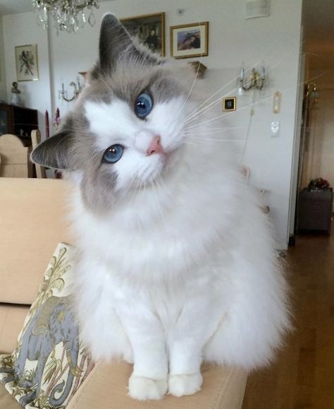 Blue Eyes, Blue, White