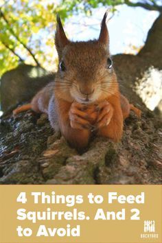 Nature, Wildlife Feeders Diy, Squirrel Food Recipes, Squirrel Home Diy, Squirell House Diy, Food For Squirrels, Diy Squirrel Feeders, Pet Squirrel Habitat, Squirrel Feeder Ideas