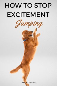 Jumping Dog, Excited Dog, Dog Remedies, Dog Behavior Training, Dog Training Advice, Dog Brain, Puppy Training Tips, Dog Training Techniques, Dog Care Tips