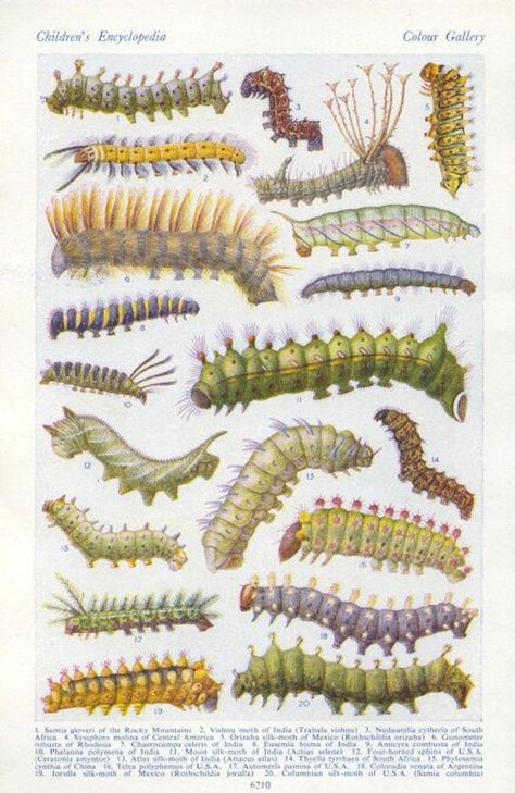 I'm not a big fan of CATERPILLARS, but I know that most little boys are! This 1950s book plate is double sided, and both sides have LOTS of CATERPILLARS.  This original encyclopedia plate is almost 70 years old and the colors are still clear and bright.> Image size: full page 5 x 9 in approx> This is a printed page from the original book, not a scan, reproduction or colour print.> As a vintage original, each print is unique and may show signs of age.> The reverse side of the page is also printed Nature Illustrations, Insect Print, Forest Illustration, Woodland Forest, Nature Drawing, Insect Art, Scientific Illustration, Bugs And Insects, Nature Illustration