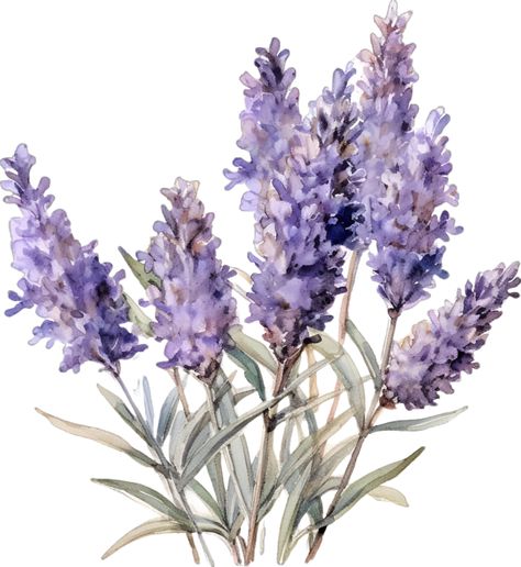 Lavender Plant Drawing, Lavender Flowers Bouquet, Lavender Png, Lavender Drawing, Wildflowers Watercolor, Lavender Art, Wild Lavender, Plant Watercolor, Lavender Watercolor