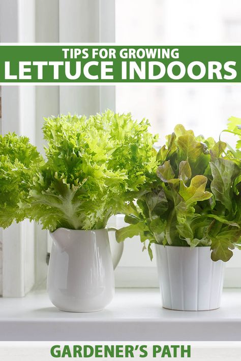 Planting Veggies, Romaine Lettuce Growing, Growing Lettuce Indoors, Indoor Hydroponic Gardening, Hydroponic Lettuce, Planting Lettuce, Salad Garden, Grow Lettuce, Path Landscape