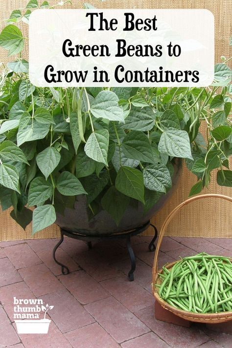 Best Green Beans to Grown in Containers Growing Bush Beans, Grow Green Beans, Best Green Beans, Bean Garden, Delicious Green Beans, Growing Green Beans, Growing Beans, The Best Green Beans, Snap Beans