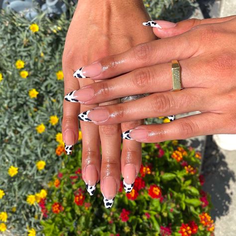 Cowgirl Nail Art Designs, Cow Print Nails With Rhinestones, Disco Cowboy Nails, Cowgirl Disco Nails, Nashville Bachelorette Nails, Cow Print Almond Nails, Country Festival Nails, Stagecoach Nails, Disco Cowgirl Nails