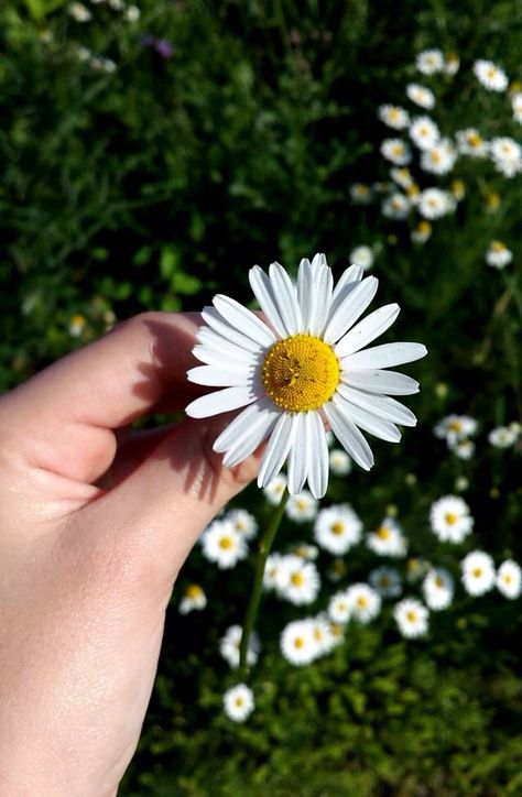 Daisies Whatsapp Wallpapers Hd, Fotografi Urban, Hand Photography, Photographie Portrait Inspiration, Sunflower Wallpaper, Best Iphone Wallpapers, Tumblr Wallpaper, Fake Story, Flower Aesthetic