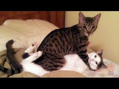 Cute Cats Videos, Omg Funny, Funniest Animals, Cat Fun, Funny Cat Compilation, Cats Videos, Animals Cat, Fun Cat, Funny And Cute