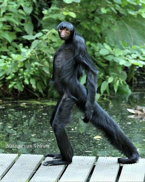 Spider Monkey Pet, Monkey In Tree, Prehensile Tail, Spider Monkeys, Monkey Pose, Ape Monkey, Monkey Pictures, Spider Monkey, Animale Rare