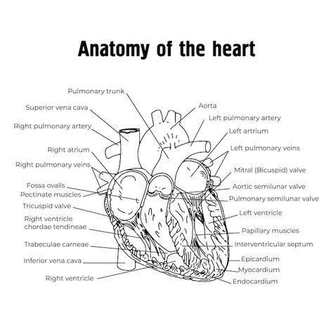 Anatomy of the heart the structure of th... | Premium Vector #Freepik #vector #anatomical-heart #heart-anatomy #human-heart #heart-organ Human Heart Outline, Structure Of The Heart, Anatomy Of The Heart, Heart Structure, Human Heart Anatomy, Heart Organ, Tricuspid Valve, Heart Diagram, Medical Drawings