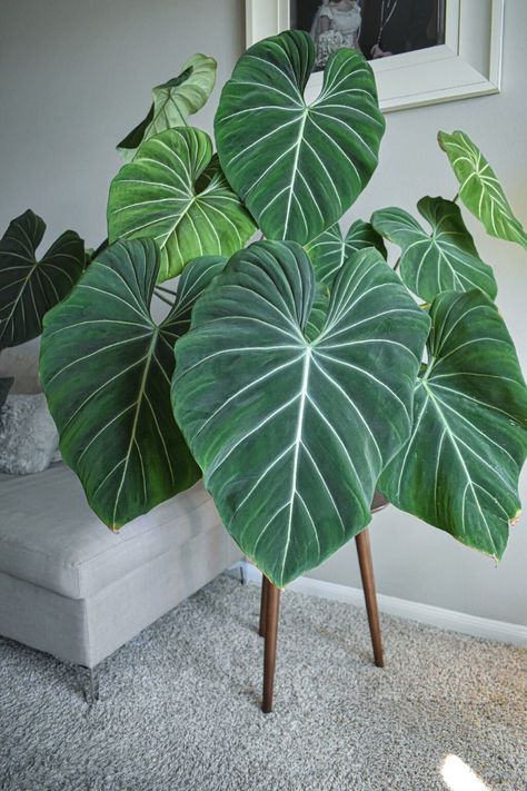 Gloriosum Philodendron, Big Leaf Plants, Vertikal Garden, Philodendron Gloriosum, Oxalis Triangularis, Plant Goals, Philodendron Plant, Merritt Island, Illustration Botanique