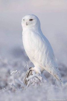 900+ Comely & fabulous feathered creatures ideas | pet birds, beautiful birds, pretty birds Arctic Owl, Bird Swing, Paradise Bird, Snow Owl, Albino Animals, Owl Photos, Owl Pictures, Winter Animals, Dean Martin