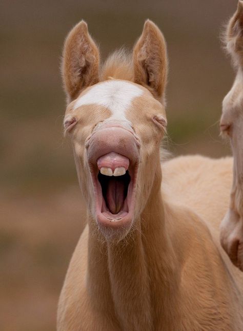 18 Emotional Horses Whose Expressions Would Make Jim Carrey Proud Baby Horses, Rasy Koni, Funny Horses, Funny Animal Photos, Funny Horse, All The Pretty Horses, Horse Photos, Pretty Horses, Horse Pictures