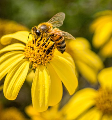 Bees Pollinating Flowers, 2023 Illustration, Pollinating Flowers, Vibe Board, Viewing Platform, Yellow Wildflowers, Bee On Flower, Busy Bees, Reference Pictures