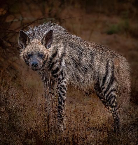 Nature, Hyena Mouth Open, Hyena Side View, Hyena Side Profile, Hounds Aesthetic, Hyena Pictures, Hyena Aesthetics, Striped Hyena, Golden Retriever Red