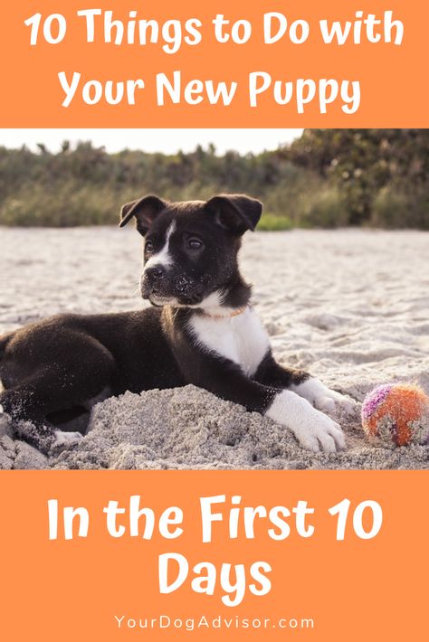 Bringing home a new puppy is one of the most exciting moments in the lives of dog lovers everywhere. Here they are, your new loyal companion, your buddy wh New Puppy Checklist, Dog Behaviorist, Puppy Time, Puppies Tips, Dog Whisperer, Puppy Day, Brain Training Games, Dog Training Advice, Dog Language