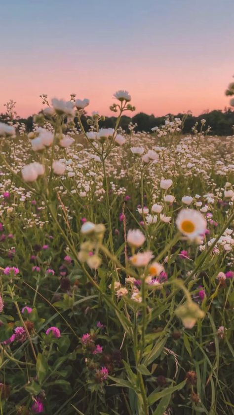 Sunset In Flower Field, Flower Aesthetic Field, Sunset And Flowers Aesthetic, Flower Field Sunset Aesthetic, Field With Flowers Aesthetic, Flowers Wild Wildflowers, Cottagecore Field Aesthetic, Fields With Flowers, Zaracore Aesthetic