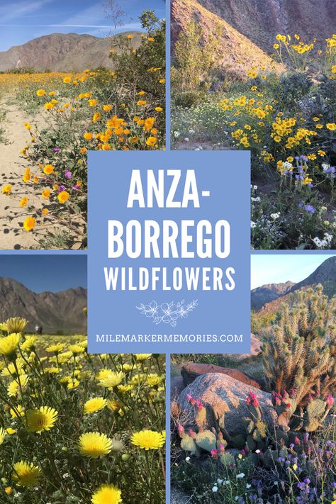 Want to experince the beauty of desert wildflowers without the insane crowds? Our guide to when and where to see Anza-Borrego wildflowers and how to enjoy a super bloom without traffic and crowd frustrations! Family Destinations, Anza Borrego State Park, Desert Wildflowers, Borrego Springs, Anza Borrego, California Wildflowers, Super Bloom, Family Travel Hacks, Some Beautiful Pictures