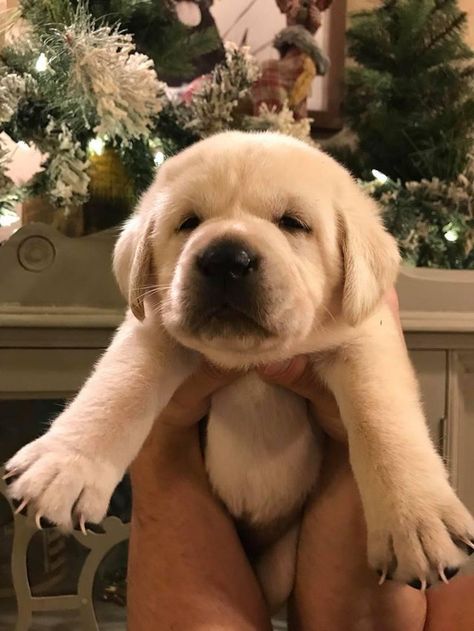 English Yellow Lab, Lab Puppies Yellow, White Lab Puppy, Golden Lab Puppy, Golden Labrador Puppy, English Labrador Retriever, English Lab Puppies, White Lab Puppies, Labs Dogs