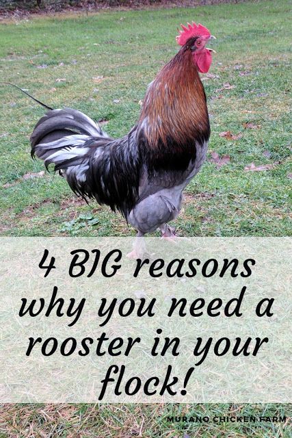 Rosters Chicken, Rooster Pen, Chicken Math, Rooster Garden, Raising Turkeys, Chicken Raising, Rooster Breeds, Portable Chicken Coop, Backyard Chicken Farming