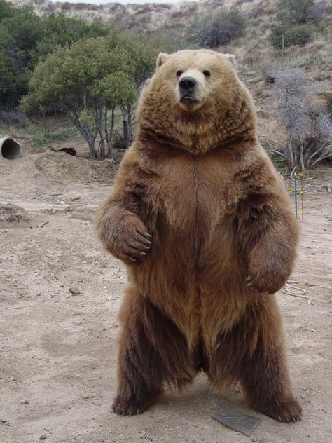 41 Strange on Twitter: "The Kodiak bear, the largest subspecies of brown bear… " Kodiak Bear, Temperate Rainforest, Bear Pictures, Majestic Animals, Bear Art, Grizzly Bear, Animals Of The World, Black Bear, 귀여운 동물
