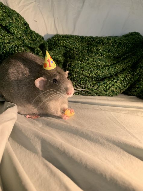 Rat Cute Pictures, Rat Pet Cute, Rat Dressed Up, Rat Pet Aesthetic, Fancy Rats Pets, Rat Astethic, Rat Wallpapers Aesthetic, Pet Rat Aesthetic, Cute Pet Rats