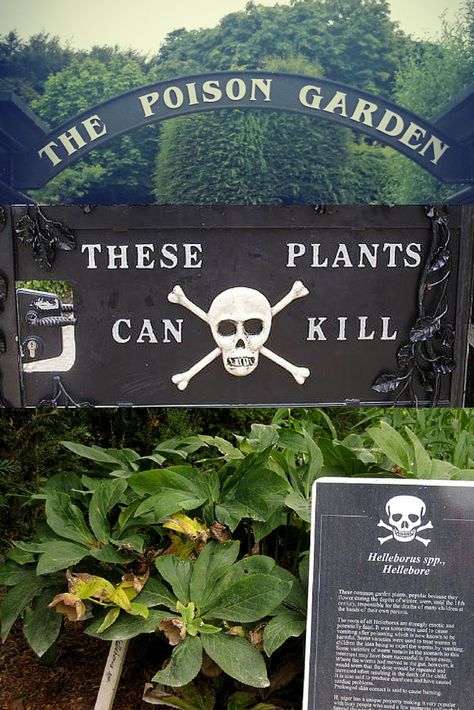 In the shadow of one of Ireland's most famous attractions lies a fascinating garden of toxic plants. BE CAREFUL! These plants WILL kill you! #InspiringTravellers: http://inspiringtravellers.com/poison-garden-blarney-ireland/ Poison Garden England, Dark Garden Ideas, Deadly Garden, Blarney Ireland, Poison Path, Alnwick Gardens, Deadly Plants, Toxic Plants, Poison Garden