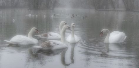 Swans, Water, To Speak, Best Friend, White