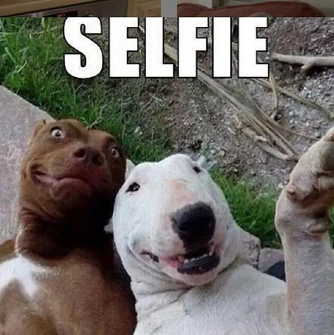 Dogs, Funny, Memes, Bull Terrier