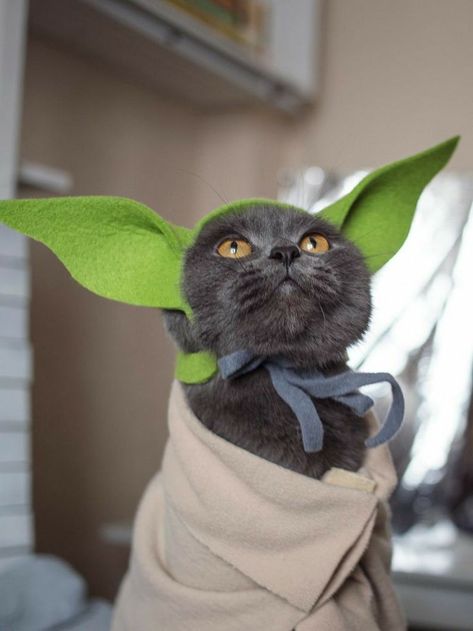 Hat For Cat Pattern, Yoda Cat, Yoda Ears, Diy Pet Costumes, Yoda Hat, Shoes For Dogs, Hat For Cat, Cute Cat Costumes, Alien Hat