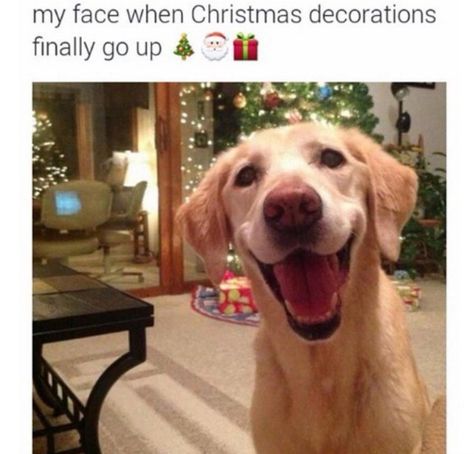 This dog's expression that captures the excitement of holidays: Funny Merry Christmas Memes, Merry Christmas Meme, Christmas Memes Funny, Merry Christmas Funny, Christmas Memes, Meme Page, Memes Of The Day, Funny Dog Memes, Pet Holiday