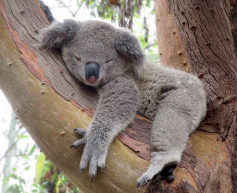 https://flic.kr/p/jxfbKf | Mid morning snooze Koalas, Koala Images, Koalas Cute, Koala Sleeping, Sleeping Koala, Koala Bears, Australia Animals, Baby Koala, Cuddly Animals