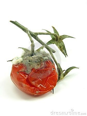 Art, Plants, Stuffed Peppers, Tomatoes, Charcoal Art, Rotten Tomatoes, Disease, Stock Images, Quick Saves