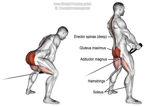 Cable pull through. A compound exercise. Target muscle: Gluteus Maximus. Synergistic muscles: Erector Spinae, Hamstrings, Adductor Magnus, Soleus, and Anterior Deltoid. Erector Spinae, Gluteus Maximus, Cable Workout, Compound Exercises, 남자 몸, Muscles In Your Body, Body Fitness, Pull Through, Workout Guide