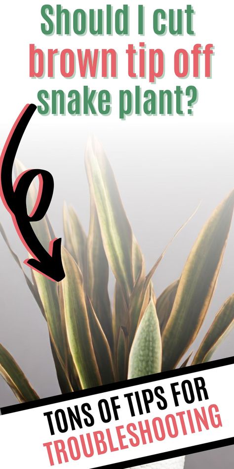 Wondering if you should cut brown tips off snake plants? Uncover the best snake plant care practices for maintaining the health and appearance of your resilient houseplant! Nature, Replanting Snake Plant, Snack Plant Care, How To Care For A Snake Plant, Snake Plant Care Indoor, Propagate Snake Plant, Snake Plant Decor, Cane Plant, Snake Plant Indoor