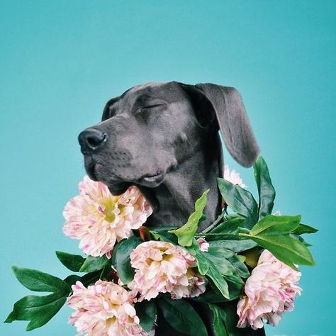 ...I feel prettyyyy Ohhh soooo prettyyy.....! Labrador Noir, Blue Great Danes, 강아지 그림, Arte Animal, Dog Photography, Great Dane, Doberman, Dog Portraits, 귀여운 동물