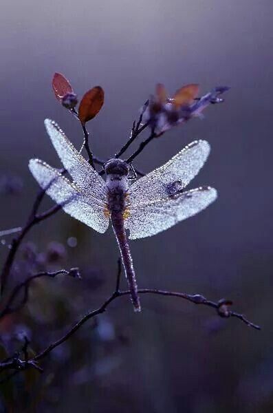 You were just like the moon. So lonely, so full imperfections. But just like the moon, you always shined in times of darkness. Dragonfly Inspiration, Purple Dragonfly, Mantis Religiosa, Dragonfly Photos, Foto Macro, Dragon Flys, Purple Dog, Beautiful Dragonfly, Damselflies