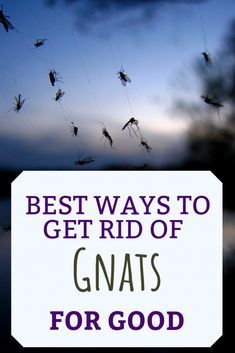 What are gnats, what is it that attracts them, how did they get inside my house, how do I get rid of them, and how do I prevent them from coming back? Find in-depth answers and how-to instructions to eliminate gnats for good. Gnat Repellant, Getting Rid Of Nats, Homemade Gnat Trap, Diy Gnat Trap, Gnat Bites, Gnat Spray, Gnats In House Plants, How To Get Rid Of Gnats, Gnat Traps