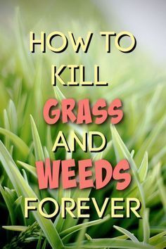 What Kills Grass And Weeds, Kill Grass For Garden, Diy Kill Grass And Weeds, Kill Grass Naturally, Diy Grass Killer, Grass Killer Homemade, How To Kill Weeds In Grass, Grass Killer Diy, How To Kill Weeds