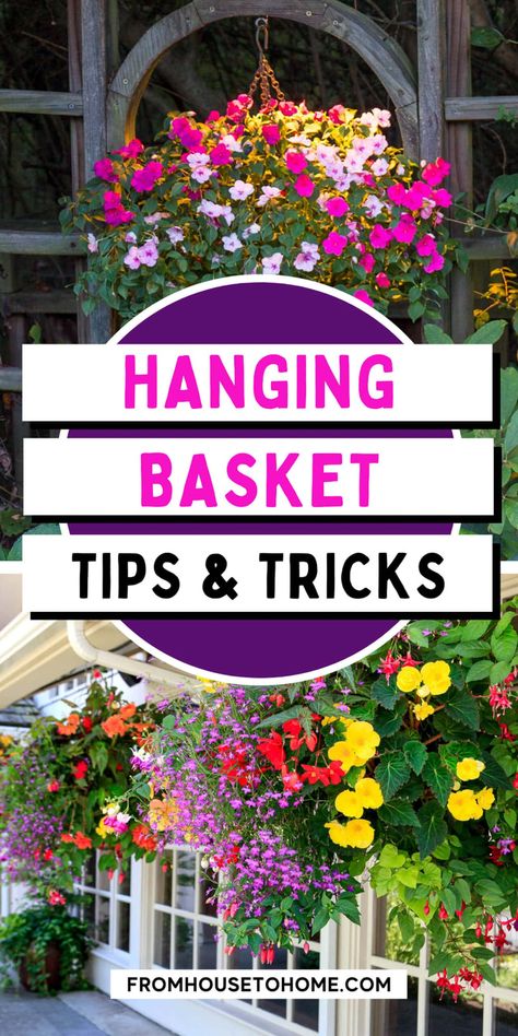 Pergola Hanging Baskets, Hanging Planters Outdoor, Hanging Basket Garden, Hanging Plants Outdoor, Trailing Flowers, Porch Plants, Porch Balcony, Porch Flowers, Plants For Hanging Baskets