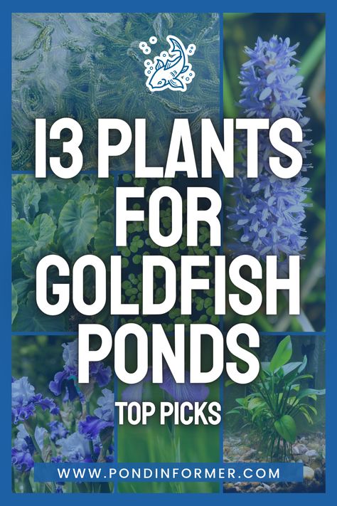 Discover the perfect additions to your goldfish pond with our collection of 13 top picks for aquatic plants! Whether you're seeking colorful water irises or lush carolina fanwort, these plants provide shelter, oxygenation, and natural filtration for a harmonious and thriving aquatic ecosystem.

#GoldfishPonds #PondPlants #AquaticGardening #WaterPlants #PondLife #FishHabitat #WaterGardenIdeas #AquaticPlants #PondLandscape #AquaticPond #GoldfishHabitat #Goldfish #PondDesign #PondInformer #TopPicks Nature, Plants For Water Gardens, Pond Overflow Ideas, Diy Goldfish Pond, Pond Plants That Clean Water, Pond Plants Ideas, Water Plants For Ponds, Shell Garden, Small Fish Pond