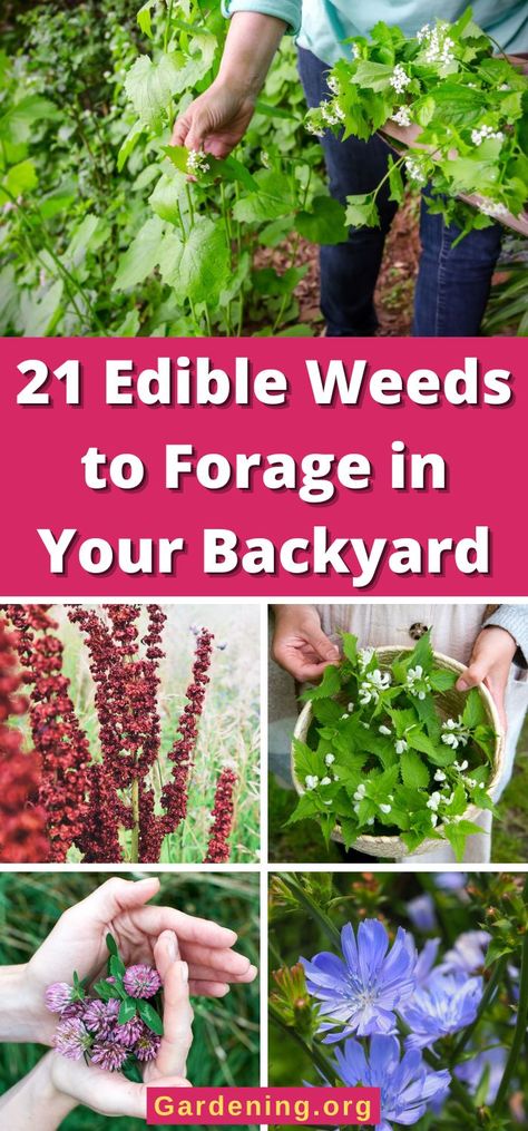 21 Edible Weeds to Forage in Your Backyard Eatable Plants, Medicinal Herbs Remedies, Medicinal Weeds, Edible Weeds, Wild Food Foraging, Wood Sorrel, Edible Wild Plants, Garden Weeds, Invasive Plants