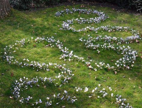 swirling stinzenplanten lawn - stinzen garden bulb patterns in the lawn - - Learn how to plan and plant spring flowers, daffodils and other naturalized bulbs under your lawn. Make the spring garden come earlier with a stinzenplanten - a natural garden that grows wild under your grass. Bulbs Garden Design, Spring Bulbs Garden, Flowers Daffodils, Philadelphia Flower Show, Summer Bulbs, Grass Pattern, Fall Bulbs, Garden Bugs, Garden Calendar